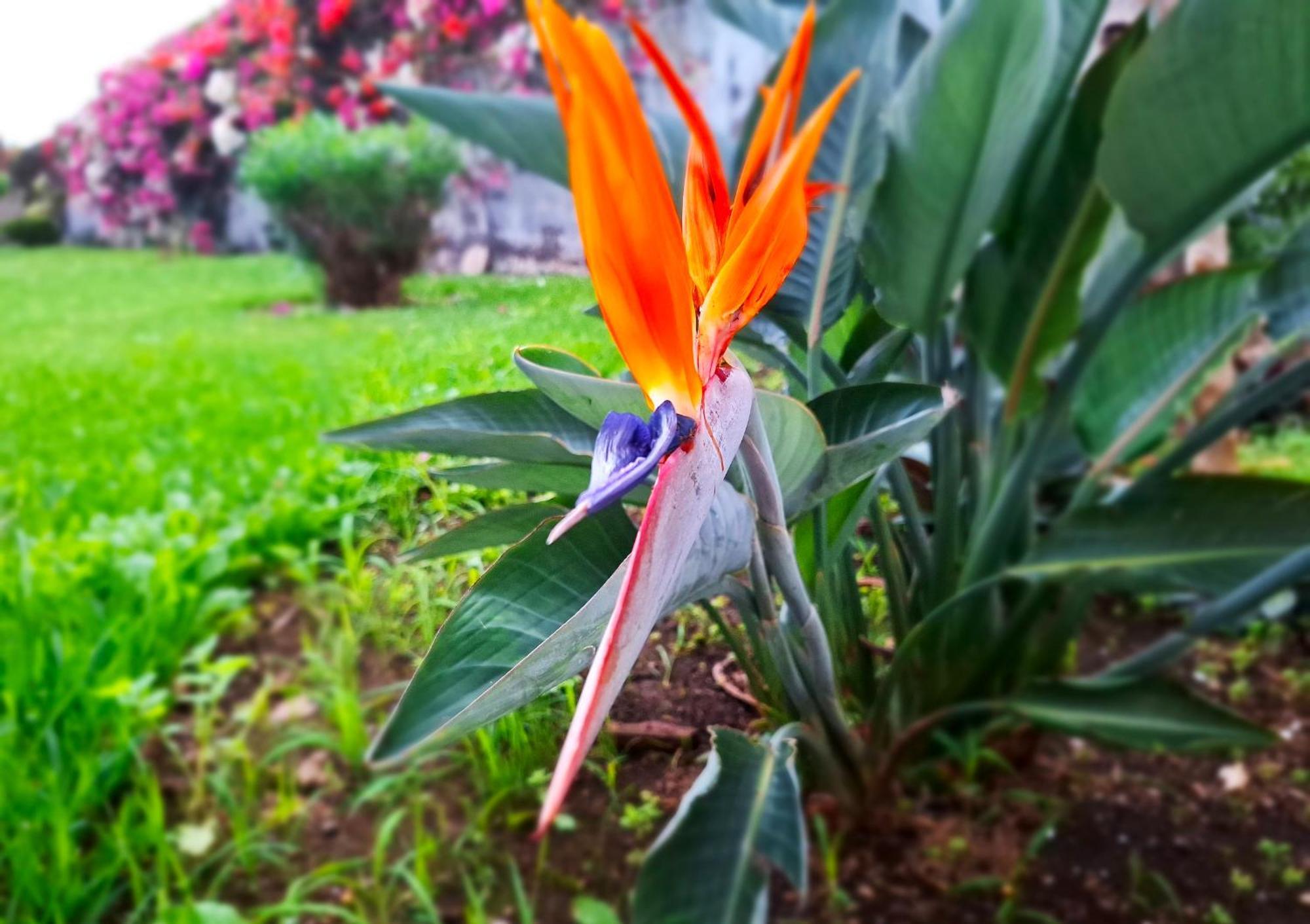 Appartamento Casa Tranquila Puerto de la Cruz  Esterno foto